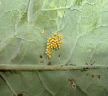 Large White butterfly eggs from how to growing cabbage