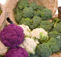 how to grow cauliflower colours1 - زمان و چگونگی انتقال نشاء گل کلم را شرح دهید