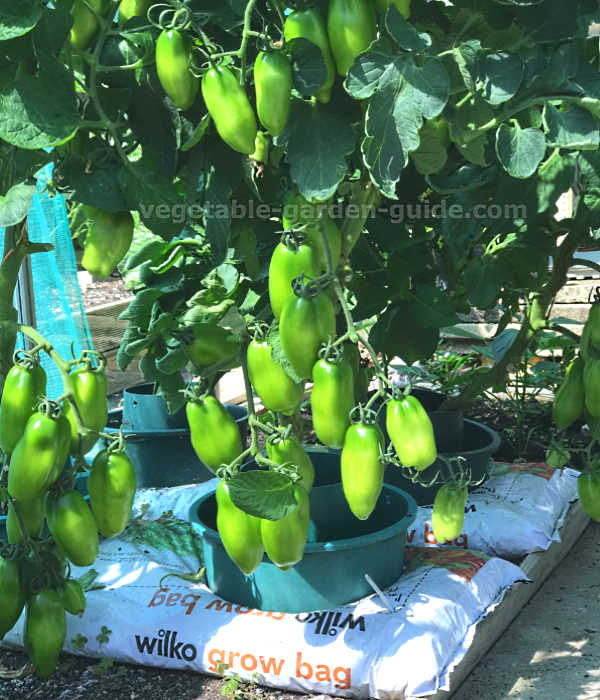 Italian Tomatoes Nearly Ready to Begin Ripening