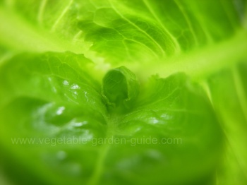 How to grow lettuce - a delicate heart
