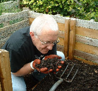 Author holding rich compost ready to put on brussel sprout bed