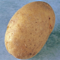 marfona potato seed