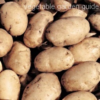 maris bard potato seed