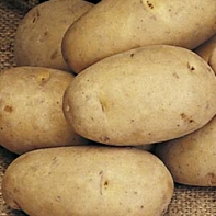 Maris Piper potato seed