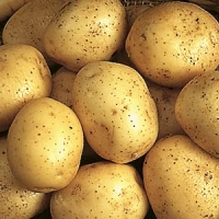 Nadine potato seed