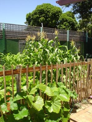Our Vegetable Garden 8 Months After Starting 