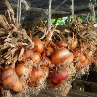 How to Grow Onions