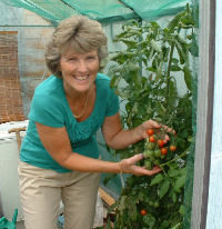 Neighbour growing tomatoes in greenhouse