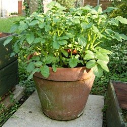 Duke Of York Potato Seed