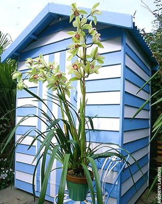 Painted Shed