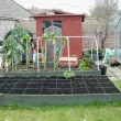 Raised Vegetable Beds