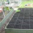 Raised Vegetable Beds