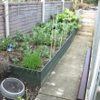 Raised Vegetable Beds