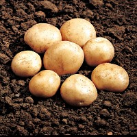 Rocket potato seed
