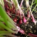 Red Spring Onions