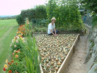 My Crop Of Onion's In My Small Veg Patch In The 'Garden'