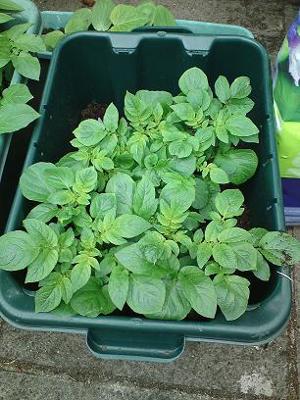 Potatoes Four Weeks In...