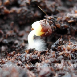 Starting seeds - brussels sprout seed germinating