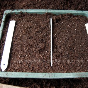 starting seeds - proding compost with fingers