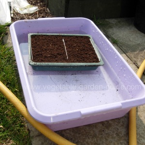 starting seeds - proding compost with fingers