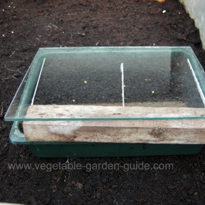 starting seeds - proding compost with fingers