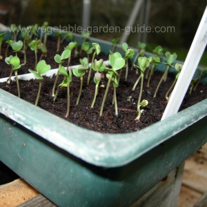 starting seeds - proding compost with fingers