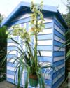 Painted Shed