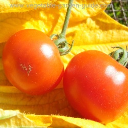 Tomato fruits