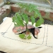Planting Tomatoes