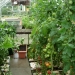 Growing Tomato Plants