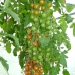 Ripening green tomatoes