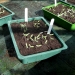 Tomato Seedlings