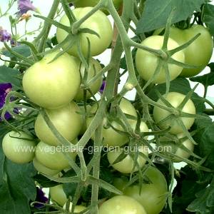 Growing Tomatoes - Nearly Ripe