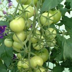 growing tomatoes - unripe