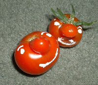 Funny shaped tomatoes