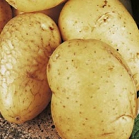 Valor potato seed