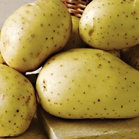 vivaldi potato seed