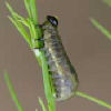 Asparagus Beetle Grub