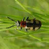 Asparagus Beetle