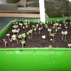 Growing Cabbage in Seed Trays