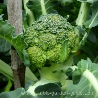 Growing Broccoli