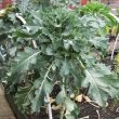 How To Grow Broccoli