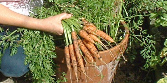 Growing carrots