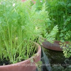 Sown carrots in round plant containers