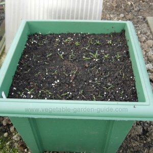 Carrot seedlings