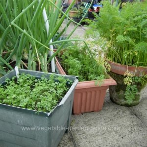 Planting carrots - Succesional sowing