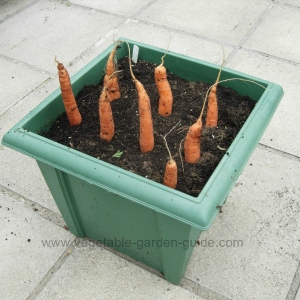 Growing carrots - Australian variety ;0)