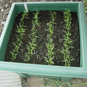 Carrot seedlings getting bigger