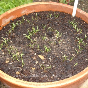 Carrot seed 'Bangor'