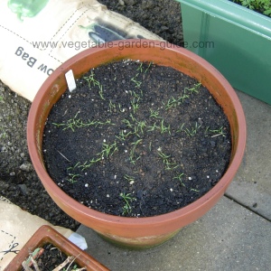 Carrot seedlings criss-cross pattern